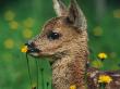 Roe Deer Fawn (Capreolus Capreolus) Europe by Reinhard Limited Edition Print