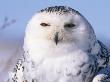 Snowy Owl, Female, Scotland, Uk by Niall Benvie Limited Edition Print