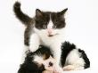 Black-And-White Kitten Walking Over Sleeping Cavalier King Charles Spaniel Puppy by Jane Burton Limited Edition Print