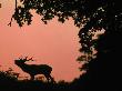 Red Deer Stag Calling At Sunset, New Forest, Hampshire, England by Laurent Geslin Limited Edition Pricing Art Print