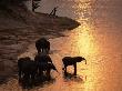 African Elephants Drinking In Chobe River At Sunset, Botswana, Southern Africa by Tony Heald Limited Edition Print