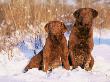 Two Chesapeake Bay Retrievers Sitting In Snow, Domestic Dog Breed (Canis Familiaris) Illinois, Usa by Lynn M. Stone Limited Edition Print