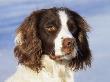 English Springer Spaniel Portrait, Wisconsin, Usa by Lynn M. Stone Limited Edition Pricing Art Print