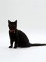 Domestic Cat, 4-Month Black Female Wearing Collar And Tag by Jane Burton Limited Edition Print