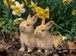 Two Young Palamino Domestic Rabbits, Usa by Lynn M. Stone Limited Edition Pricing Art Print