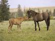 Mustang / Wild Horse Filly Touching Nose Of Mare From Another Band, Montana, Usa by Carol Walker Limited Edition Pricing Art Print