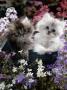 7-Weeks, Gold-Shaded And Silver-Shaded Persian Kittens In Watering Can Surrounded By Flowers by Jane Burton Limited Edition Print