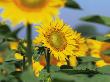 Sunflowers, Illinois, Usa by Lynn M. Stone Limited Edition Print