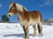 Belgian Horse In Snow, Colorado, Usa by Lynn M. Stone Limited Edition Print