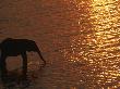 African Elephant, Drinking At Dusk, Chobe National Park, Botswana by Pete Oxford Limited Edition Print