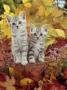 Domestic Cat, 8-Week, Silver Tabby Kittens Among Heather And Autumnal Leaves by Jane Burton Limited Edition Pricing Art Print