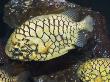 Pineconefish, Seattle Aquarium, Usa by Georgette Douwma Limited Edition Print
