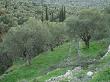 Terraced Olive Grove, Samos, Greece by Rolf Nussbaumer Limited Edition Print