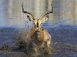 Black Faced Impala, Running Through Water, Namibia by Tony Heald Limited Edition Print