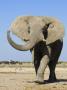 African Elephant, Walking, Namibia by Tony Heald Limited Edition Print