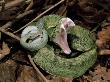 Two Striped Forest Pit Viper Snake With Young, Fangs Open, Amazon Rainforest, Ecuador by Pete Oxford Limited Edition Print