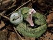 Two Striped Forest Pit Viper Snake With Young, Fangs Open, Amazon Rainforest, Ecuador by Pete Oxford Limited Edition Pricing Art Print