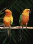 Sun Conures by Lynn M. Stone Limited Edition Pricing Art Print