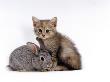 Domestic Cat, Silver Tortoiseshell Kitten With Silver Dwarf Lop Eared Rabbit by Jane Burton Limited Edition Print