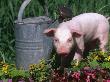 Domestic Piglet Beside Watering Can, Usa by Lynn M. Stone Limited Edition Print