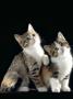 Domestic Cat, Two 8-Week Tabby Tortoiseshell And White Kittens by Jane Burton Limited Edition Print