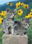 Domestic Cat, Two Kittens (Felis Catus) by Reinhard Limited Edition Print