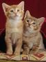 Domestic Cat, Portrait Of Ginger And Spotted-Tabby Kittens Under Red Velours Curtain by Jane Burton Limited Edition Print
