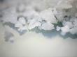 Salt Crystals by Nicole Katano Limited Edition Pricing Art Print