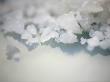 Salt Crystals by Nicole Katano Limited Edition Print