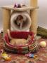 Domestic Cat, 12-Week Kittens Settled Into Their New Home With Cat Basket And Play / Leisure Centre by Jane Burton Limited Edition Print