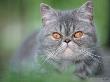 Exotic Shorthair Cat, Blue-Tabby by De Meester Limited Edition Print