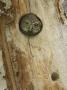 Northern Pygmy Owl, Adult Looking Out Of Nest Hole In Sycamore Tree, Arizona, Usa by Rolf Nussbaumer Limited Edition Print