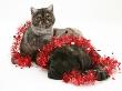 Smoke Exotic Kitten With Brindle English Mastiff Puppy Wrapped With Christmas Tinsel by Jane Burton Limited Edition Print