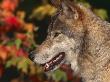 Grey Wolf, Head Profile, Montana, Usa by Lynn M. Stone Limited Edition Print