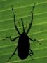 Weevil Silhouette Through Leaf, Sulawesi, Indonesia by Solvin Zankl Limited Edition Pricing Art Print