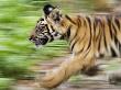 Tiger Cub Running, Four-Month-Old, Bandhavgarh National Park, India by Tony Heald Limited Edition Print