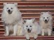 Domestic Dogs, Volpino Italiano / Italian Spitz Family by Adriano Bacchella Limited Edition Pricing Art Print