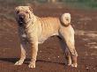 Shar Pei Portrait by Adriano Bacchella Limited Edition Print