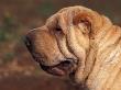 Shar Pei Portrait Showing Wrinkles On Head And Neck by Adriano Bacchella Limited Edition Print