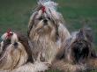 Domestic Dogs, Three Shih Tzus Sitting Or Lying On Grass With Their Hair Tied Up by Adriano Bacchella Limited Edition Print