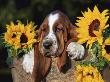 Bassett Hound Pup With Sunflowers by Lynn M. Stone Limited Edition Pricing Art Print