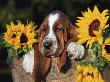 Bassett Hound Pup With Sunflowers by Lynn M. Stone Limited Edition Pricing Art Print