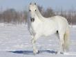 Grey Andalusian Stallion Portrait In Snow, Longmont, Colorado, Usa by Carol Walker Limited Edition Print