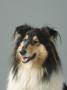 Collie by Petra Wegner Limited Edition Print