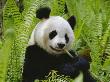 Giant Panda Feeding, Qionglai Mtns, Sichuan, China by Lynn M. Stone Limited Edition Print