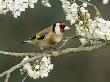 Goldfinch Perched Amongst Blackthorn Blossom, Hertfordshire, England, Uk by Andy Sands Limited Edition Print