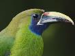 Emerald Toucanet Costa Rica by Rolf Nussbaumer Limited Edition Print