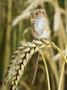 Harvest Mouse Standing Up On Corn, Uk by Andy Sands Limited Edition Print