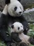 Giant Panda Mother And Baby, Wolong Nature Reserve, China by Eric Baccega Limited Edition Pricing Art Print