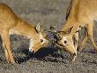 Two Male Puku Fighting, Chobe National Park, Botswana by Tony Heald Limited Edition Pricing Art Print